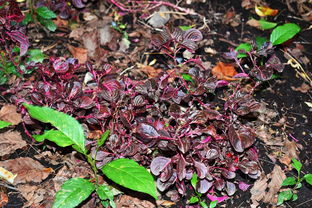 开云入口-德甲球队构建动态战术模拟平台提升比赛策略灵活性